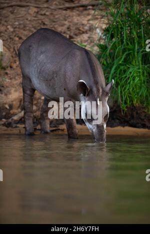 Ein Flachland-Tapir (Tapirus terrestris), der aus einem Fluss im Norden von Pantanal, Brasilien, trinkt Stockfoto