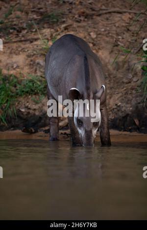 Ein Flachland-Tapir (Tapirus terrestris), der aus einem Fluss im Norden von Pantanal, Brasilien, trinkt Stockfoto