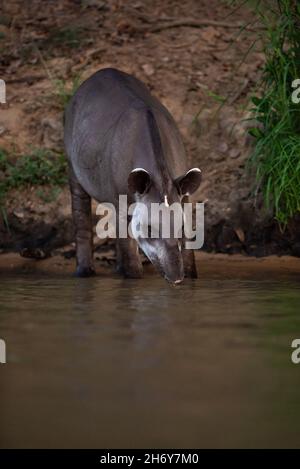 Ein Flachland-Tapir (Tapirus terrestris), der aus einem Fluss im Norden von Pantanal, Brasilien, trinkt Stockfoto