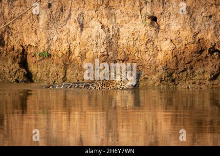 Ein Jaguar, der in einem Fluss im Norden von Pantanal, Brasilien, schwimmend ist Stockfoto