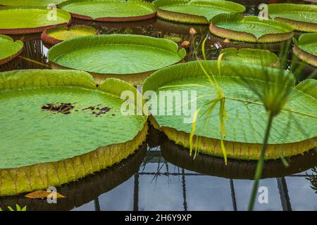 Schöne Aussicht auf Victoria Cruziana Santa Cruz Seerose tropische Blume. Schweden. Stockfoto