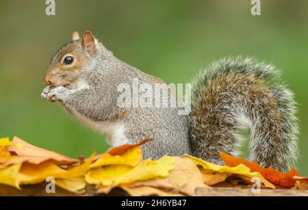 Nahaufnahme eines Grauen Eichhörnchen beim Essen einer Nuss im Herbst mit bunten gelben und orangen Blättern. Nach links zeigen. Hintergrund bereinigen. Wissenschaftlicher Name: Sciurus Stockfoto