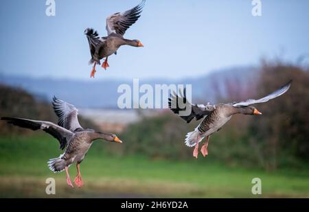 Gruppe von Graugänsen, die mit ausgebreiteten Flügeln an Land kommen Stockfoto