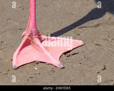 Detailansicht des rosafarbenen Webbeds des Flamingos Stockfoto