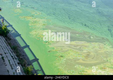 Ökologische Probleme. Verschmutzung des Flusswassers durch blaugrüne Algen, die die Oberfläche der Küstengewässer des Flusses bedecken. Speicherplatz kopieren. Stockfoto