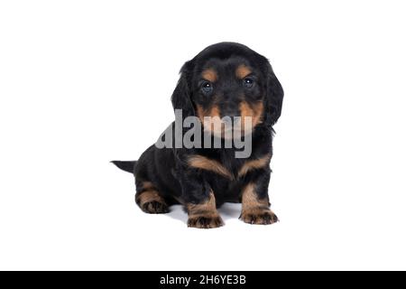 Nahaufnahme eines zweifarbigen, drahthaarigen Dachshund-Hundewelpen, isoliert auf weißem Hintergrund Stockfoto