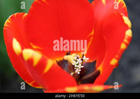 Rote Tulpe Mit Weißen Blumen Im Inneren Stockfoto