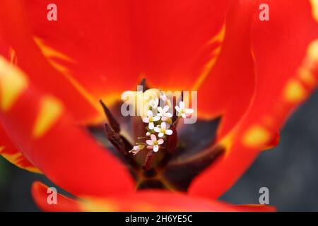 Rote Tulpe Mit Weißen Blumen Im Inneren Stockfoto