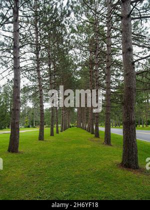 Weiße Kiefern säumen Avenue of the Pines in Saratoga Springs, New York, USA, 2021 © Katharine Andriotis Stockfoto