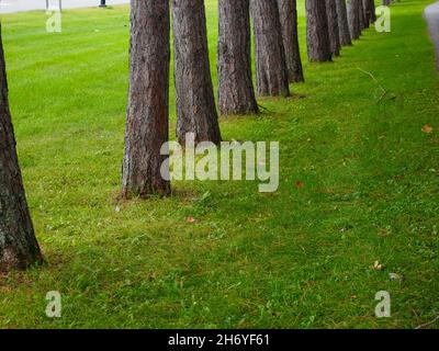 Weiße Kiefern säumen Avenue of the Pines in Saratoga Springs, New York, USA, 2021 © Katharine Andriotis Stockfoto