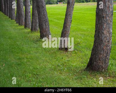 Weiße Kiefern säumen Avenue of the Pines in Saratoga Springs, New York, USA, 2021 © Katharine Andriotis Stockfoto