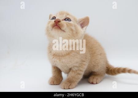 Beigefarbene, blauäugige Babykätzchen auf weißem Hintergrund isoliert Stockfoto