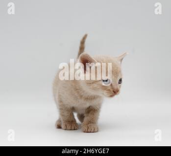 Beigefarbene, blauäugige Babykätzchen auf weißem Hintergrund isoliert Stockfoto