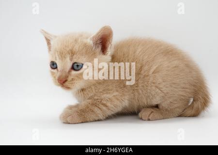 Beigefarbene, blauäugige Babykätzchen auf weißem Hintergrund isoliert Stockfoto