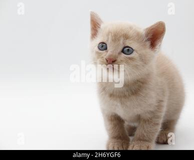 Beigefarbene, blauäugige Babykätzchen auf weißem Hintergrund isoliert Stockfoto