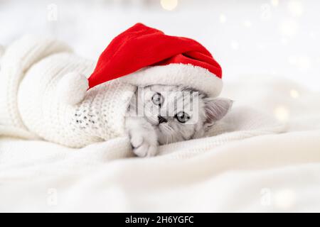 Weihnachten Katze Karte wenig neugierig lustig gestreiften schottischen Falte Kätzchen in Weihnachten roten Weihnachtsmann Hut auf weißem Bett zu Hause Stockfoto