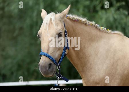 WUNDER IN DER MÄHNE. Farbenfrohe Sommerblumen in der Mähne eines jungen reinrassigen morgan-Pferdes Stockfoto