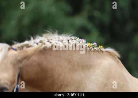 WUNDER IN DER MÄHNE. Farbenfrohe Sommerblumen in der Mähne eines jungen reinrassigen morgan-Pferdes Stockfoto