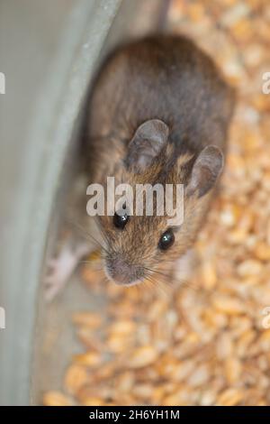 Ein kugeliger, timorer Beastie von Robert Burns 1785 Scottish Bard, The Wood Mouse oder Long-Tailed Field Mouse (Apodemus sylvaticus). Ängstliche Pos. Stockfoto