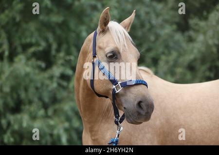 WUNDER IN DER MÄHNE. Farbenfrohe Sommerblumen in der Mähne eines jungen reinrassigen morgan-Pferdes Stockfoto