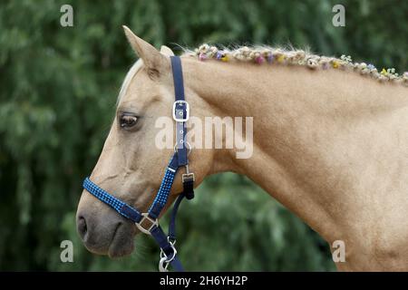 WUNDER IN DER MÄHNE. Farbenfrohe Sommerblumen in der Mähne eines jungen reinrassigen morgan-Pferdes Stockfoto