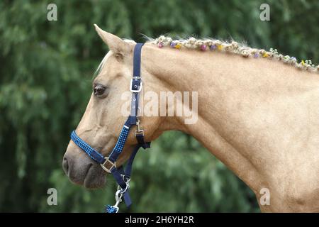 WUNDER IN DER MÄHNE. Farbenfrohe Sommerblumen in der Mähne eines jungen reinrassigen morgan-Pferdes Stockfoto