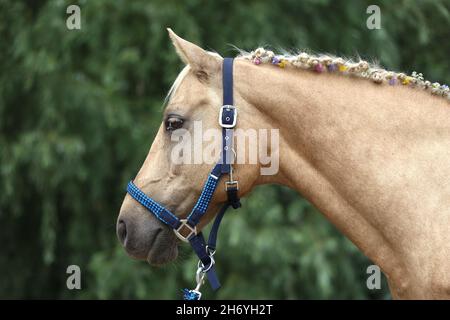 WUNDER IN DER MÄHNE. Farbenfrohe Sommerblumen in der Mähne eines jungen reinrassigen morgan-Pferdes Stockfoto