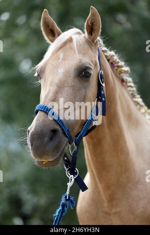 WUNDER IN DER MÄHNE. Farbenfrohe Sommerblumen in der Mähne eines jungen reinrassigen morgan-Pferdes Stockfoto