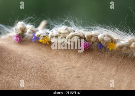 WUNDER IN DER MÄHNE. Farbenfrohe Sommerblumen in der Mähne eines jungen reinrassigen morgan-Pferdes Stockfoto