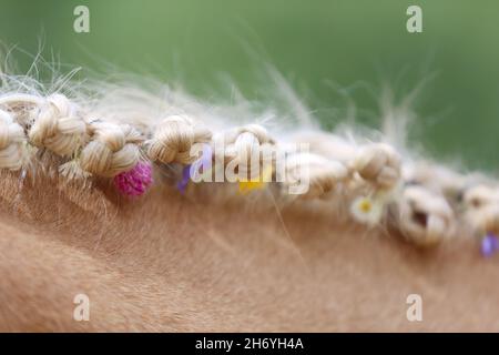 WUNDER IN DER MÄHNE. Farbenfrohe Sommerblumen in der Mähne eines jungen reinrassigen morgan-Pferdes Stockfoto