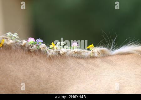 WUNDER IN DER MÄHNE. Farbenfrohe Sommerblumen in der Mähne eines jungen reinrassigen morgan-Pferdes Stockfoto