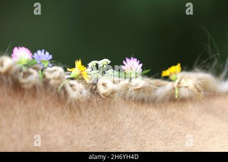 WUNDER IN DER MÄHNE. Farbenfrohe Sommerblumen in der Mähne eines jungen reinrassigen morgan-Pferdes Stockfoto