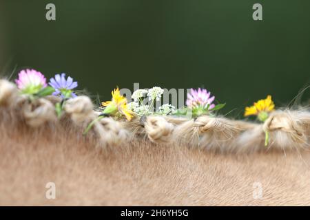 WUNDER IN DER MÄHNE. Farbenfrohe Sommerblumen in der Mähne eines jungen reinrassigen morgan-Pferdes Stockfoto