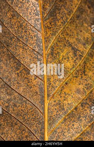 Ein Vollbildfoto eines herbstlichen Blattes, das Blattadern zeigt Stockfoto