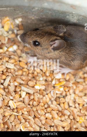 Ein kugeliger, timorer Beastie von Robert Burns 1785 Scottish Bard, The Wood Mouse oder Long-Tailed Field Mouse (Apodemus sylvaticus). Ängstliche Pos. Stockfoto