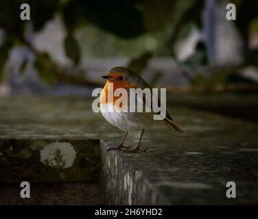 Robin Stockfoto