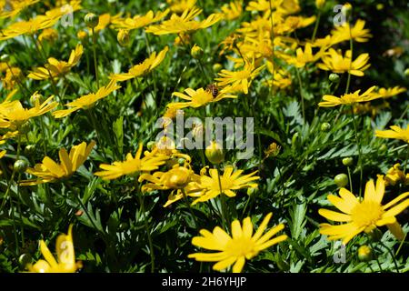 Nahaufnahme der schönen gelben Euryops pectinatus Blumen im Garten an einem sonnigen Tag Stockfoto