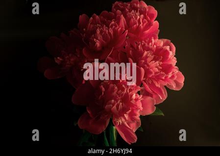 Pfingstrose vor dunklem Hintergrund. Florale Tapete mit schönen rosa Pfingstrosen gegen schwarz. Stockfoto