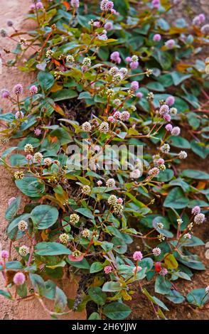 Rosa Globe Amaranth Blumen an der Wand (Gomphrena globosa) Stockfoto