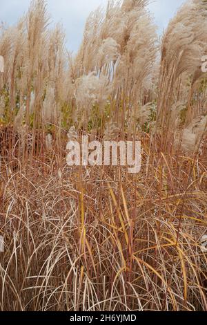 Miscanthus sinensis Malepartus Gras im Herbst gesehen. Stockfoto