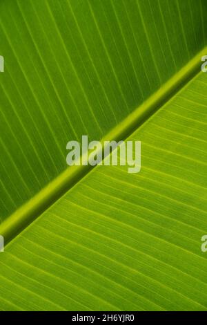 Textur von grünen Blättern einer Bananenpalme. Ökologischer Hintergrund von exotischen verlassen, cose-up. Stockfoto