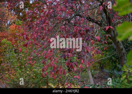 Euonymus europeus Red Cascade. Stockfoto
