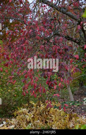 Euonymus europeus Red Cascade. Stockfoto