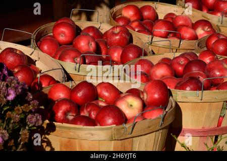 Apfelkörbe zum Verkauf an einem Straßenstand im ländlichen Velarde, New Mexico, am Rio Grande. Stockfoto