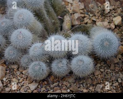 Nahaufnahme von Kaktus Mammillaria geminispina . Stockfoto