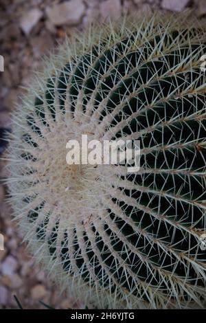 Nahaufnahme von Echinocactus grusonii. Stockfoto