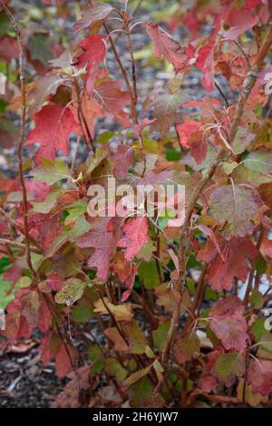 Herbstblätter der Hortensia quercifolia Alice. Stockfoto