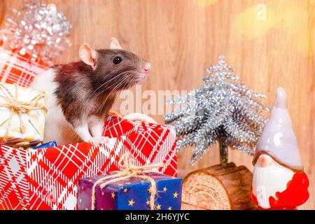 Niedliche kleine weiße Ratte, Maus sitzt in Geschenkbox.Weiße dekorative Ratte dumbo innen roten Geschenkbox.Neujahrskonzept. Stockfoto