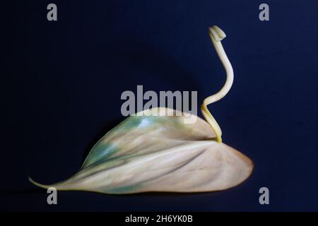 Herzförmiges Philodendronblatt. Stockfoto
