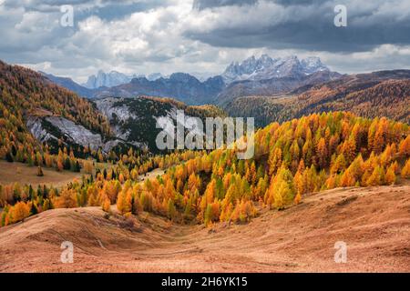 Unglaublicher Herbstblick im Valfreda-Tal in den italienischen Dolomiten. Gelbes Gras, orange Lärchen Wald und schneebedeckte Berge Gipfel auf dem Hintergrund. Dolomiten, Italien. Landschaftsfotografie Stockfoto